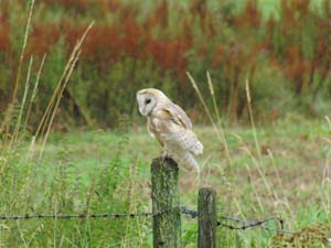 owl on The Leconfield Estates Petworth